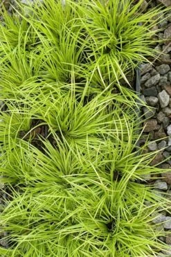 Dwarf Golden Sweet Flag - Acorus Gramineus 'Minimus Aureus' - 18 Count Flat Of Pint Pots -Garden Plants acorus gramineus minnimus aurea dwarf golden sweet flag 105