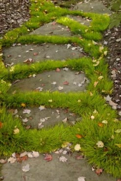 Dwarf Golden Sweet Flag - Acorus Gramineus 'Minimus Aureus' - 5 Pack Of Pint Pots -Garden Plants acorus gramineus minnimus aurea dwarf golden sweet flag 106 1