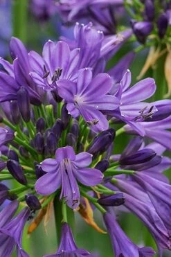 Purple Delight Agapanthus (Lily Of The Nile) - 2 Gallon Pot -Garden Plants agapanthus purple delight 2