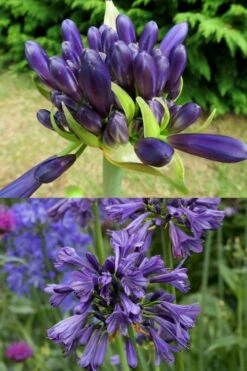 Purple Delight Agapanthus (Lily Of The Nile) - 2 Gallon Pot -Garden Plants agapanthus purple delight 4