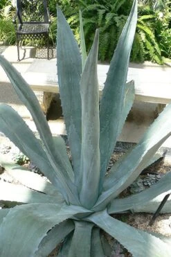 American Agave (Century Plant) - 3 Gallon Pot -Garden Plants agave americana centrury plant 1