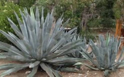 American Agave (Century Plant) - 3 Gallon Pot -Garden Plants agave americana centrury plant 6