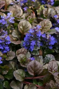 Bronze Beauty Ajuga - Bugleweed - 18 Count Flats Of Pint Pots -Garden Plants ajuga bronze beauty 28