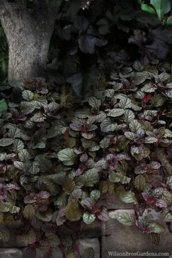 Bronze Beauty Ajuga - Bugleweed - 18 Count Flats Of Pint Pots -Garden Plants ajuga bronze beauty 30