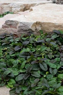 Bronze Beauty Ajuga - Bugleweed - 18 Count Flats Of Pint Pots -Garden Plants ajuga reptans bronze beauty bugleweed 100