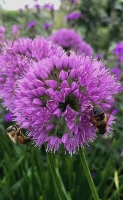 Millenium Allium (Ornamental Onion) - 6 Pack Of 1 Gallon Pots -Garden Plants allium millenium 10