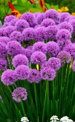 Millenium Allium (Ornamental Onion) - 6 Pack Of 1 Gallon Pots