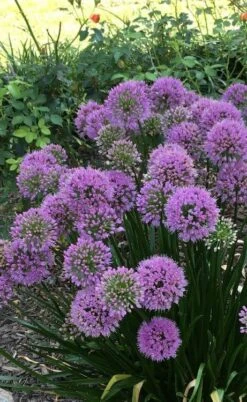 Millenium Allium (Ornamental Onion) - 6 Pack Of 1 Gallon Pots -Garden Plants allium millenium 2