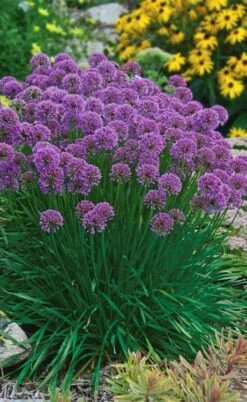 Millenium Allium (Ornamental Onion) - 1 Gallon Pot -Garden Plants allium millenium 3 1