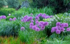 Millenium Allium (Ornamental Onion) - 6 Pack Of 1 Gallon Pots -Garden Plants allium millenium 4