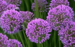 Millenium Allium (Ornamental Onion) - 1 Gallon Pot -Garden Plants allium millenium 5 1
