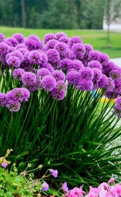 Millenium Allium (Ornamental Onion) - 1 Gallon Pot -Garden Plants allium millenium 6 1