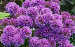 Millenium Allium (Ornamental Onion) - 6 Pack Of 1 Gallon Pots -Garden Plants allium millenium 9