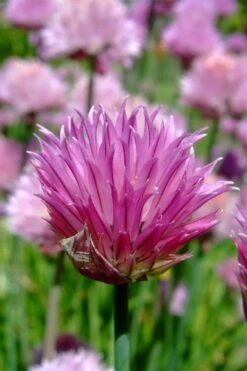 Chives Plant (Allium Schoenoprasum) - 5 Pack Of Quart Pots -Garden Plants allium schoenprasum chives 2