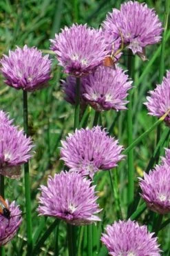 Chives Plant (Allium Schoenoprasum) - 5 Pack Of Quart Pots -Garden Plants allium schoenprasum chives 3