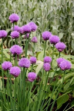 Chives Plant (Allium Schoenoprasum) - 5 Pack Of Quart Pots -Garden Plants allium schoenprasum chives 4