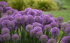 Serendipity Allium (Ornamental Onion) - 1 Gallon Pot -Garden Plants allium serendipity 2 800x500 1