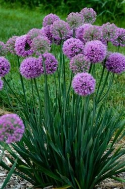 Serendipity Allium (Ornamental Onion) - 1 Gallon Pot -Garden Plants allium serendipity 500x750 1