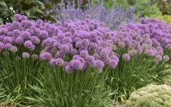 Serendipity Allium (Ornamental Onion) - 1 Gallon Pot -Garden Plants allium serendipity 800x500 1