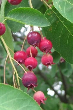 Shadblow Serviceberry Tree (Amelanchier Canadensis) - 1 Gallon Pot -Garden Plants amelanchier arborea shadblow serviceberry berries 3