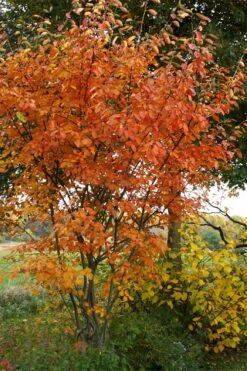 Shadblow Serviceberry Tree (Amelanchier Canadensis) - 1 Gallon Pot -Garden Plants amelanchier arborea shadblow serviceberry fall foliage