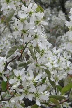 Shadblow Serviceberry Tree (Amelanchier Canadensis) - 1 Gallon Pot -Garden Plants amelanchier arborea shadblow serviceberry flowers 4
