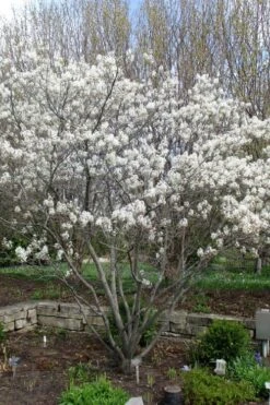 Shadblow Serviceberry Tree (Amelanchier Canadensis) - 1 Gallon Pot -Garden Plants amelanchier arborea shadblow serviceberry tree 3