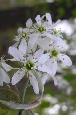 Autumn Brilliance Serviceberry Tree - 3 Gallon Pot -Garden Plants amelanchier grandiflora autumn brilliance serviceberry 1