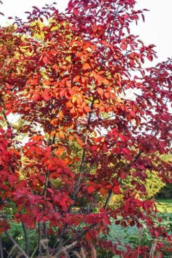 Autumn Brilliance Serviceberry Tree - 7 Gallon Pot (5-6') 17 Autumn Brilliance Serviceberry Tree - 7 Gallon Pot (5-6') -Garden Plants amelanchier grandiflora autumn brilliance serviceberry 3 1