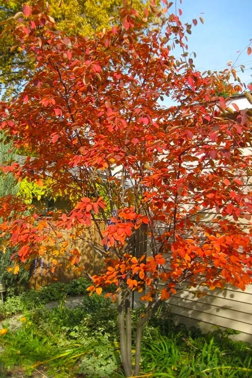 Autumn Brilliance Serviceberry Tree - 7 Gallon Pot (4-5') 1 Autumn Brilliance Serviceberry Tree - 7 Gallon Pot (4-5')
