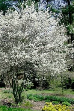 Autumn Brilliance Serviceberry Tree - 7 Gallon Pot (5-6') 16 Autumn Brilliance Serviceberry Tree - 7 Gallon Pot (5-6') -Garden Plants amelanchier grandiflora autumn brilliance serviceberry 5 1