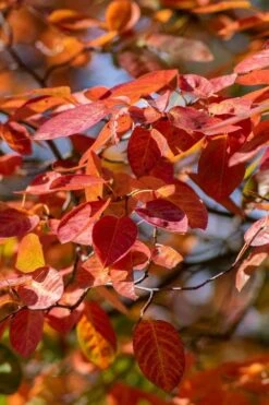 Autumn Brilliance Serviceberry Tree - 7 Gallon Pot (5-6') 15 Autumn Brilliance Serviceberry Tree - 7 Gallon Pot (5-6') -Garden Plants amelanchier grandiflora autumn brilliance serviceberry 9 1