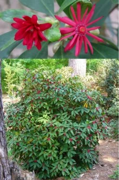 Florida Anise - Illicium Floridanum - 1 Gallon Pot -Garden Plants anise florida illicium floridanum 500x750 1