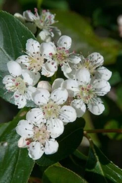 Red Chokeberry (Aronia Arbutifolia) - 1 Gallon Pot -Garden Plants aronia arbutifolia red chokeberry 1