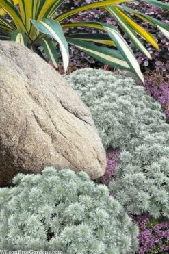 Silver Mound Artemisia - 5 Pack Of Quart Pots 9 Silver Mound Artemisia - 5 Pack Of Quart Pots -Garden Plants artemisia schmidtiana silver mound 12