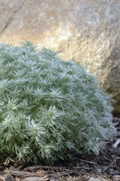 Silver Mound Artemisia - 1 Gallon Pot -Garden Plants artemisia schmidtiana silver mound 5 1