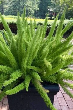 Foxtail Fern (Asparagus Densiflorus) - 1 Gallon Pot -Garden Plants asparagus aethiopicus foxtail fern 1