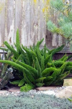 Foxtail Fern (Asparagus Densiflorus) - 1 Gallon Pot -Garden Plants asparagus aethiopicus foxtail fern 3