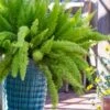 Foxtail Fern (Asparagus Densiflorus) - 3 Gallon Pot