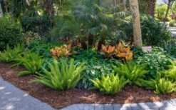 Foxtail Fern (Asparagus Densiflorus) - 3 Gallon Pot -Garden Plants asparagus aethiopicus foxtail fern 5 1