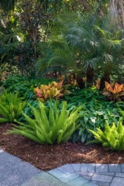 Foxtail Fern (Asparagus Densiflorus) - 3 Gallon Pot -Garden Plants asparagus aethiopicus foxtail fern 6 1