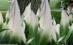 Snowcap Cast Iron Plant (Aspidistra Elatior 'Snowcap') - 3 Gallon Pot -Garden Plants aspidistra elatior snow cap cast iron plant 2