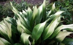 Snowcap Cast Iron Plant (Aspidistra Elatior 'Snowcap') - 3 Gallon Pot -Garden Plants aspidistra elatior snow cap cast iron plant 3