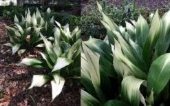 Snowcap Cast Iron Plant (Aspidistra Elatior 'Snowcap') - 3 Gallon Pot -Garden Plants aspidistra elatior snow cap cast iron plant 4