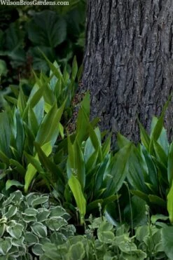 Tiny Tank Dwarf Cast Iron Plant - 3 Gallon Pot -Garden Plants aspidistra elatior tiny tank dwarf cast iron plant 4