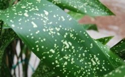 Spek-tacular Cast Iron Plant - 3 Gallon Pot -Garden Plants aspidistra spek tacular cast iron plant 101