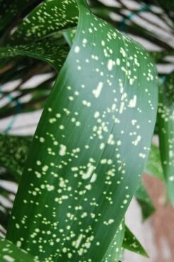 Spek-tacular Cast Iron Plant - 3 Gallon Pot -Garden Plants aspidistra spek tacular cast iron plant 103