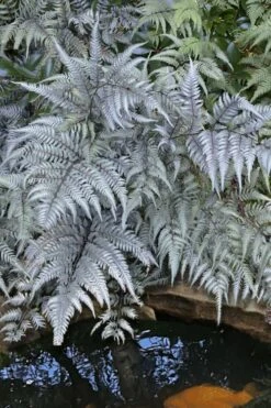 Japanese Painted Fern - 5 Pack Of Quart Pots -Garden Plants athyrium niponicum pictum japanese painted fern 101
