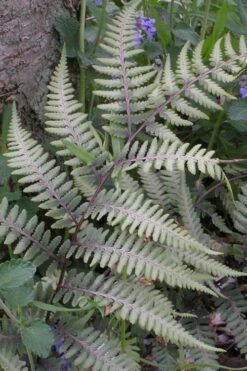 Japanese Painted Fern - 5 Pack Of Quart Pots -Garden Plants athyrium niponicum pictum japanese painted fern 103