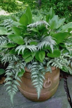 Japanese Painted Fern - 10 Count Flat Of Quart Pots -Garden Plants athyrium niponicum pictum japanese painted fern 104 1